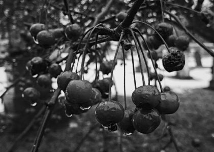 Ensevelissement assisté